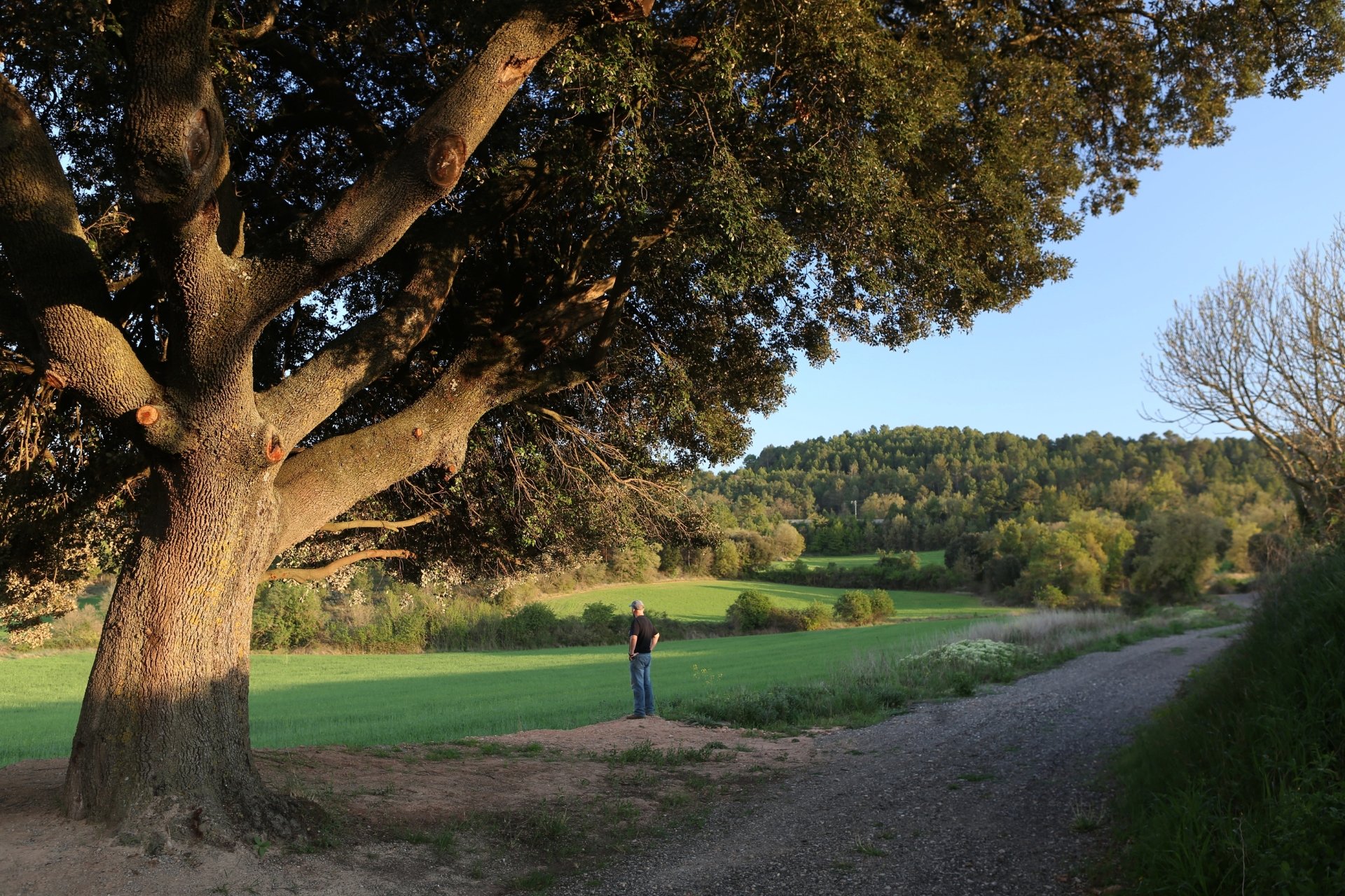Sant Pere Sallavinera (Sant Pere Sallavinera)