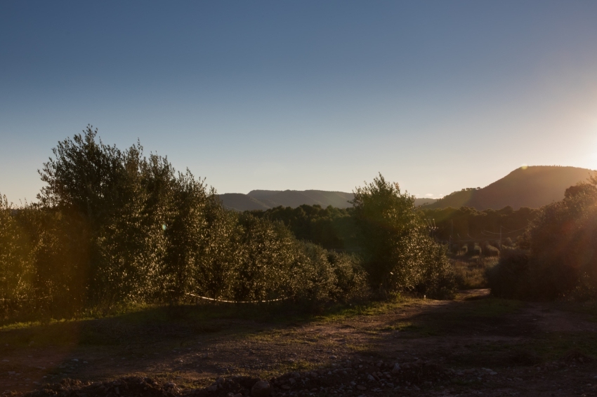 Sant Joan de Vilatorrada (Bt18_069_oliva_collbaix_ Min)