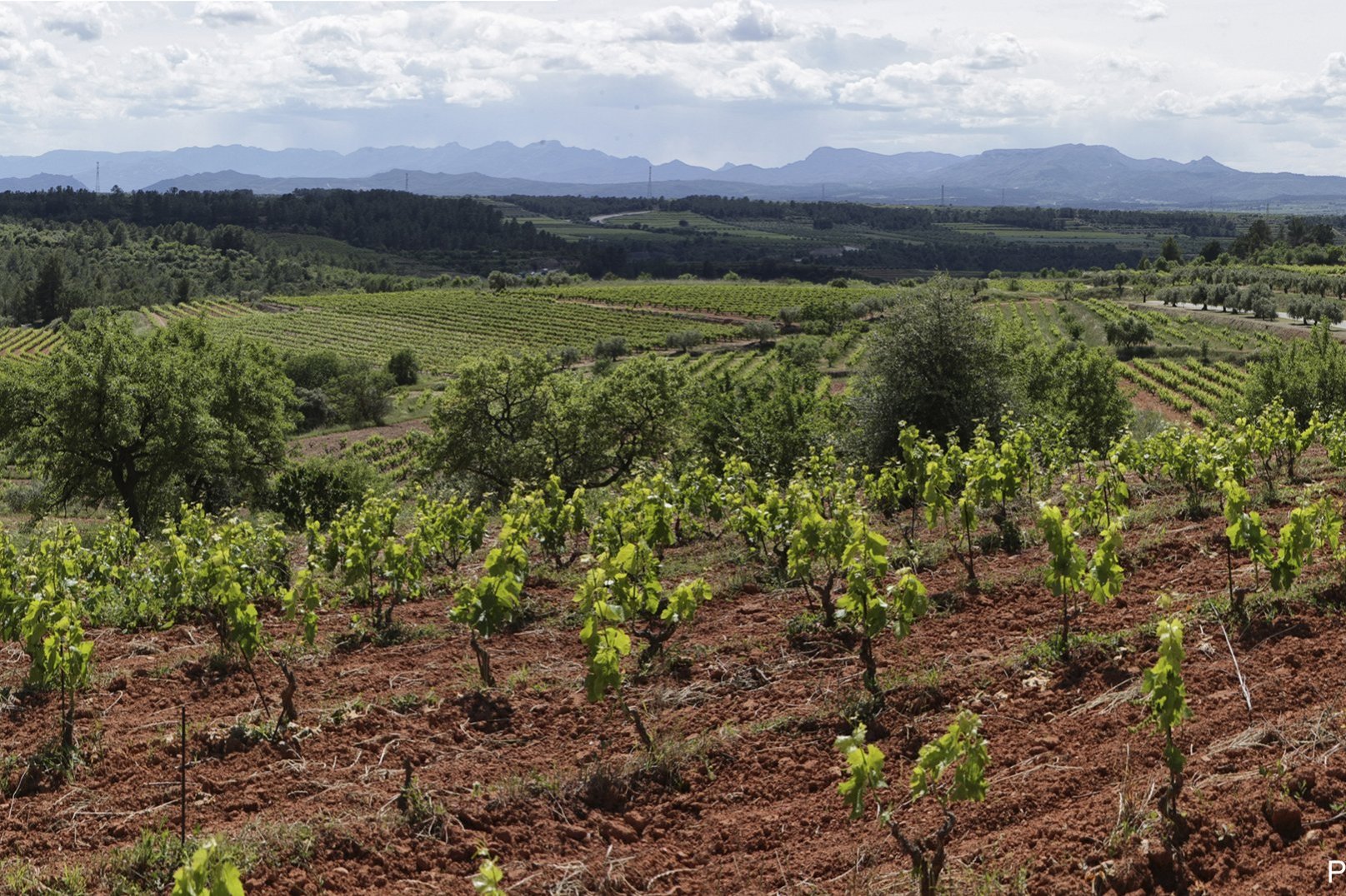 El Masroig (Masroig)