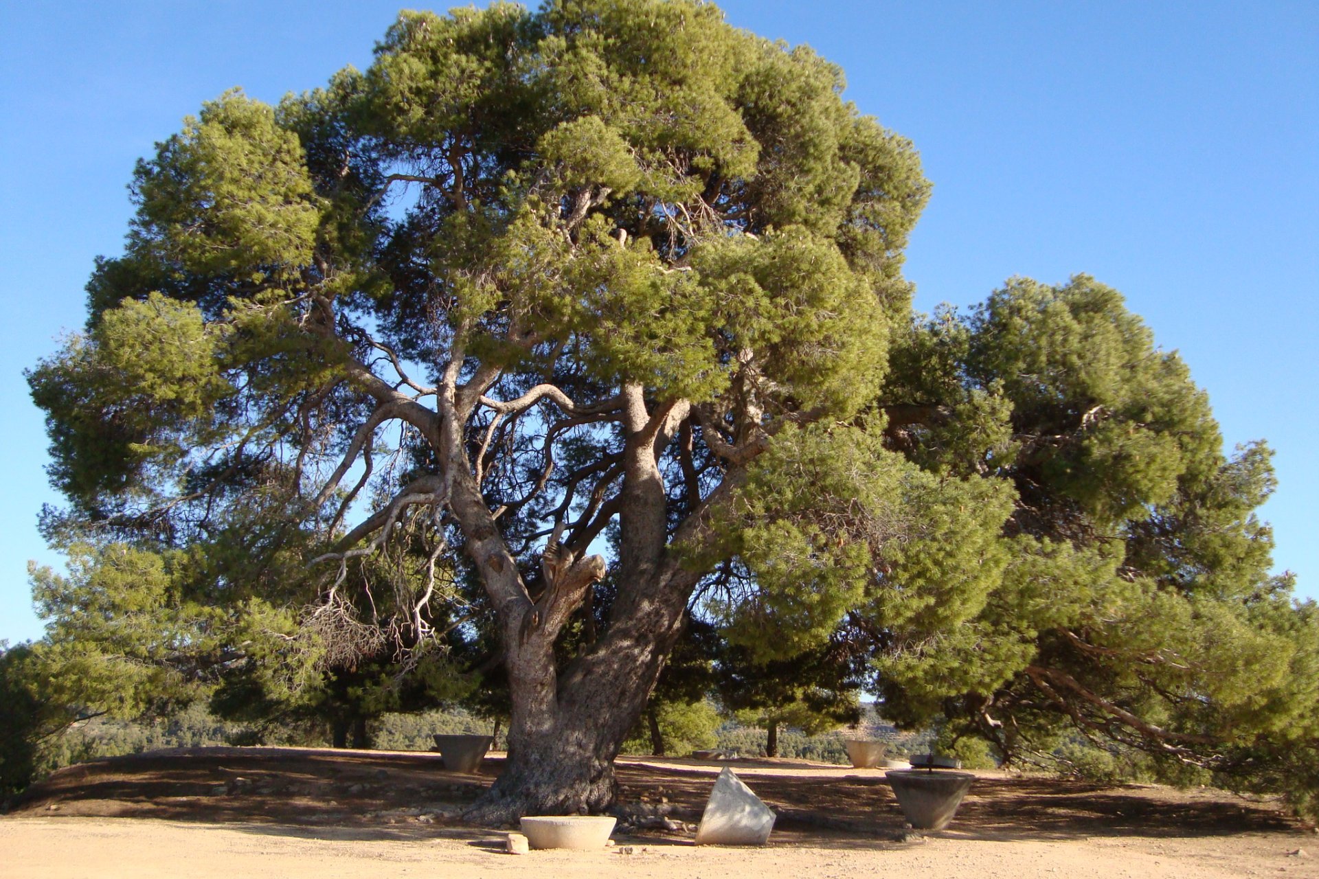 La Palma dEbre (La Palma D Ebre El Pi De La Palma)
