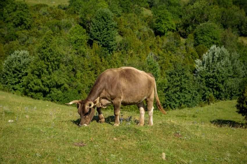 Pardines (Taga Vistes Animals)