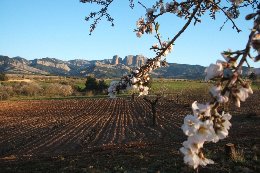Horta de Sant Joan (Roques De Benet_1)