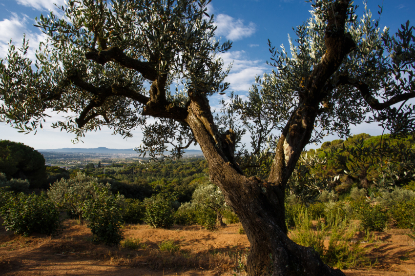 La Garriga (Natura_oliveres)