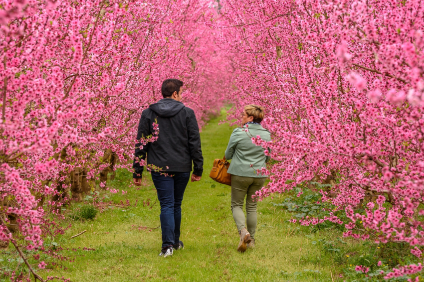 Ruta en cotxe elèctric per les Terres de Lleida: 6 parades amb encant