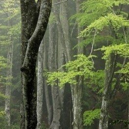El bosque de la Ribera en Santa Maria d&#39;Oló