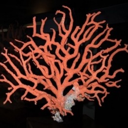 El corall vermell: una història mil·lenària de Catalunya
