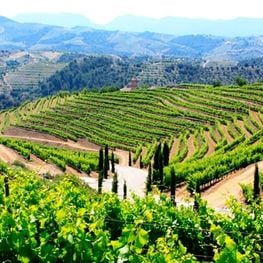 Les terres del vi del Priorat