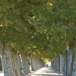 Paseo de los árboles de Santa Maria de Palautordera