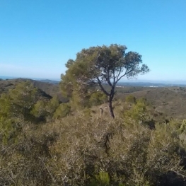 Route of the solitary pine in Roda de Berá