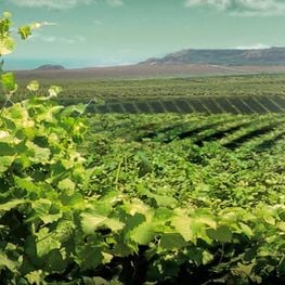 Wine Route: Costers del Segre